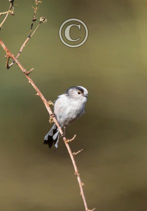    Long tail-tit DM1856
